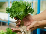 42Pcs Soilless Cultivation Substrate Seedling Grow Cubes