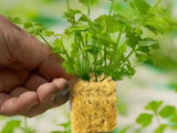 42Pcs Soilless Cultivation Substrate Seedling Grow Cubes