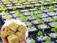 42Pcs Soilless Cultivation Substrate Seedling Grow Cubes