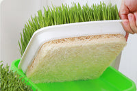 5 Pack Seed Sprouter Trays for Microgreens Soil-Free Growing
