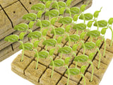 42Pcs Soilless Cultivation Substrate Seedling Grow Cubes
