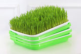 5 Pack Seed Sprouter Trays for Microgreens Soil-Free Growing