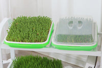5 Pack Seed Sprouter Trays for Microgreens Soil-Free Growing