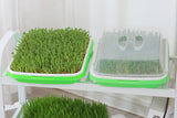 5 Pack Seed Sprouter Trays for Microgreens Soil-Free Growing