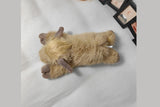 Highland Cow Stuffed Animal Plush Doll Toy