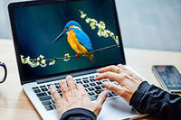 Smart Bird Feeder with Camera for Closeup Shots 1080P