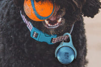 Dog Collar Light Rechargeable LED with 4 Modes for Night Walking
