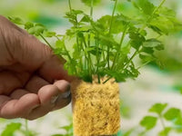 42Pcs Soilless Cultivation Substrate Seedling Grow Cubes