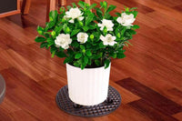 5Pcs Plant Level Pot Elevator Plant Pot Saucer for Garden Patio Potted Plant