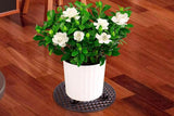 5Pcs Plant Level Pot Elevator Plant Pot Saucer for Garden Patio Potted Plant