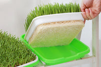 5 Pack Seed Sprouter Trays for Microgreens Soil-Free Growing