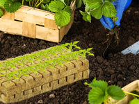 42Pcs Soilless Cultivation Substrate Seedling Grow Cubes