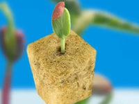 42Pcs Soilless Cultivation Substrate Seedling Grow Cubes