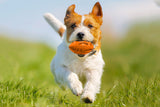 Puppy Chew Ball With Squeaker Dog Chew Toy
