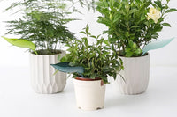 9Pcs Plant Pot Watering Funnel Color Leaf Plant Watering Devices