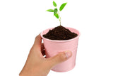 3Pcs Metal Herb Plant Pot with Tray and 10Pcs Mini Chalkboard Wooden Plant Tags Stakes