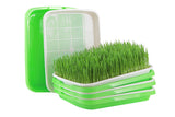 5 Pack Seed Sprouter Trays for Microgreens Soil-Free Growing