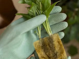 42Pcs Soilless Cultivation Substrate Seedling Grow Cubes