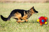 Dog Snuffle Ball Slow Feeder Puzzle Toy for Treats