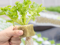 42Pcs Soilless Cultivation Substrate Seedling Grow Cubes