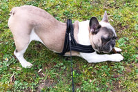 Plush Padded Dog Vest Harness and Leash Set