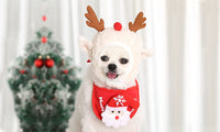 Christmas Pet Hat with Bandana Set