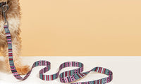 Boho Pet Collar with Leash Set